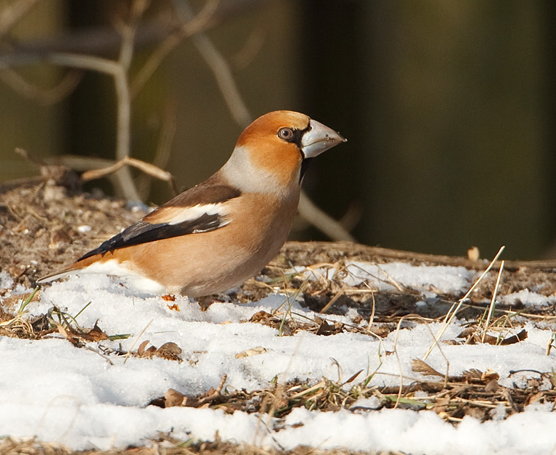 Coccothraustes coccothraustes Hawfinch Appelvink
